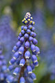 Armenian Grape Hyacinth Muscari armeniacum Closeup 2000px.jpg