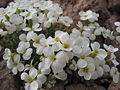 Flower in iran6.JPG