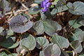 Alpine Violet Viola labradorica Plant 3008px.jpg
