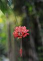 Hibiscus schizopetalus Nice Phoenix.jpg