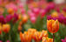 Triumph Tulip Tulipa 'Prinses Irene' Single 2859px.jpg