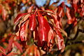 Franklin Tree Franklinia alatamaha Autumn Leaves 2000px.jpg