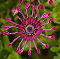 Osteospermum Flower Power Spider Purple Fly 1690px.jpg