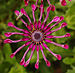Osteospermum Flower Power Spider Purple Fly 1690px.jpg