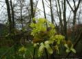 Acer-platanoides-blomster.JPG