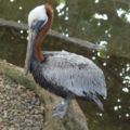 Brown Pelican Pelecanus occidentalis National Aviary 2000px.jpg