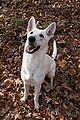 2008-08-28 White German Shepherd ready.jpg