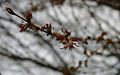 Cercidiphyllum-japonicum-male.JPG