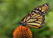 Monarch Butterfly Danaus plexippus on Echinacea purpurea 2800px.jpg