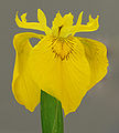 Yellow Iris Iris pseudacorus Flower 1469px.jpg