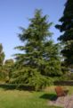 Cedrus-deodare-habit.JPG