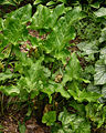 Cuckoo Pint Arum italicum Older Plant 2392px.jpg