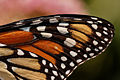 Monarch Butterfly Danaus plexippus Wing 2400px.jpg