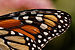Monarch Butterfly Danaus plexippus Wing 2400px.jpg