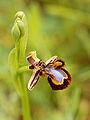 Ophrys speculum (flower profile).jpg