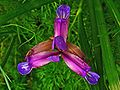 Iris graminea 002.JPG
