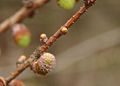 Larix-kaempferi-female-flowers.JPG