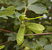 Paperbark Maple Acer griseum Seed Pods 2084px.jpg