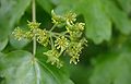 Acer-campestre-flowers.JPG