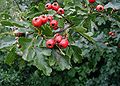 Crataegus-monogyna-frugt.JPG