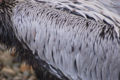 Brown Pelican Pelecanus occidentalis 3008px.jpg