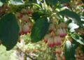 Enkianthus-campanulatus-flower.JPG