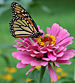 Monarch Butterfly Pink Zinnia 1800px.jpg