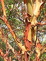 Arbutus andrachne bark (Ab plant 99).jpg