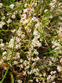 Cuscuta europaea (plants).jpg