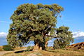 Flinders redgum near sunset.JPG
