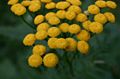 Tanacetum-vulgare-flowers.JPG