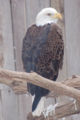 Bald Eagle Haliaeetus leucocephalus Full Body 2000px.jpg
