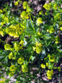 Barbarakraut-IMG 2402.JPG
