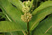 Common Milkweed Asclepias syriaca Flower Head 3008px.jpg