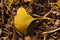 Ginkgo Tree Ginkgo biloba Leaf Left 3008px.jpg