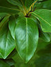 Sweetbay Magnolia Magnolia virginiana Leaf 2000px.jpg