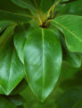 Sweetbay Magnolia Magnolia virginiana Leaf 2000px.jpg