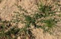 Polygonum-aviculare-total.JPG