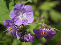 Purple Phacelia Phacelia bipinnatifida Flowers 2533px.jpg