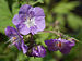 Purple Phacelia Phacelia bipinnatifida Flowers 2533px.jpg