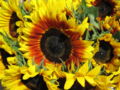 Sunflowers in Nova Scotia.jpg