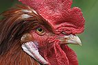 Gallus gallus domesticus, Hahn.JPG
