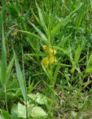 Lysimachia-thyrsiflora-total.JPG