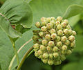 Common Milkweed Asclepias syriaca Unopened Flower Head 2223px.jpg