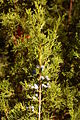 Eastern Redcedar Juniperus virginiana 'Corcorcor' Sprig 2000px.jpg