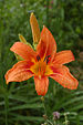 Orange DayLily Hemerocallis sp Raindrops 2000px.jpg