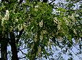 Robinia-pseudoacacia.JPG