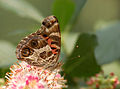 American Lady Vanessa virginiensis Ventral 2710px.jpg