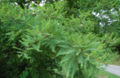Bald Cypress Branch 2872px.jpg