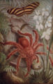 Crab spider drawing.jpg